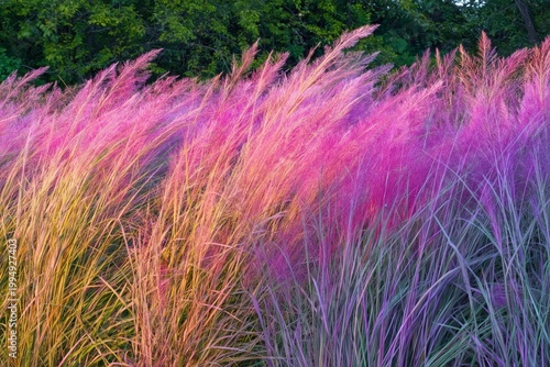 Vibrant Grass Sways in the Wind During Sunset at a Natural Park in the Countr...