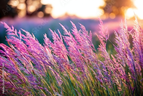Bright Purple Grass Sways in the Wind During Sunset in an Open Field