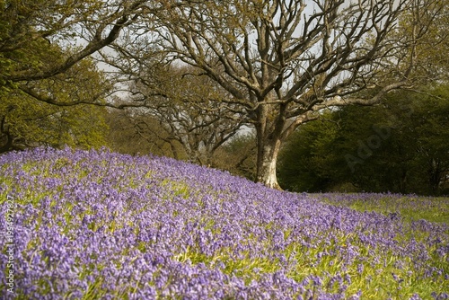 Bluebells in woodland in spring