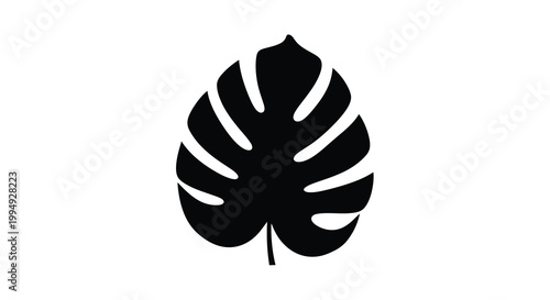 A striking black silhouette depicts a single monstera deliciosa leaf showcasing its iconic fenestrations and shape high quality
