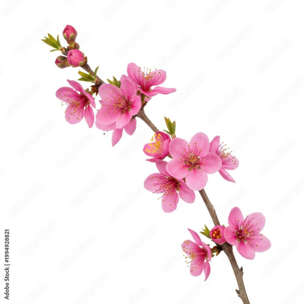 Naklejka premium Delicate botanical branch with vibrant pink flowers and furled buds against a transparent background, showcasing a serene spring renewal atmosphere