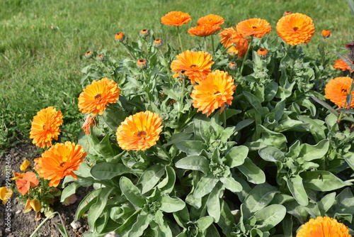 Calendula officinalis au jardin