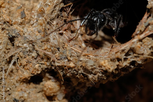 Quadro su tela Carpenter ant Camponotus sp at the entrance to its anthill