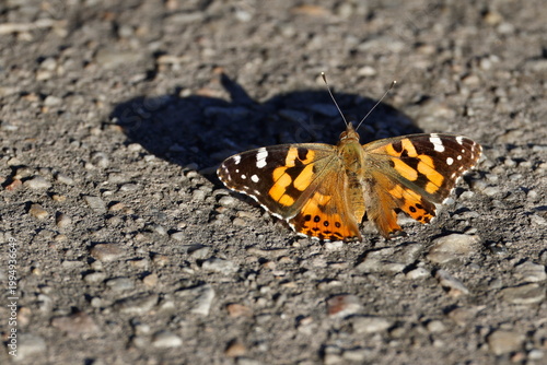 Australian painted lady Vanessa kershawi. Katoomba. New South Wales. Australia.