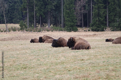 Grazing Bison Herd in Open Grassland Wildlife Scene