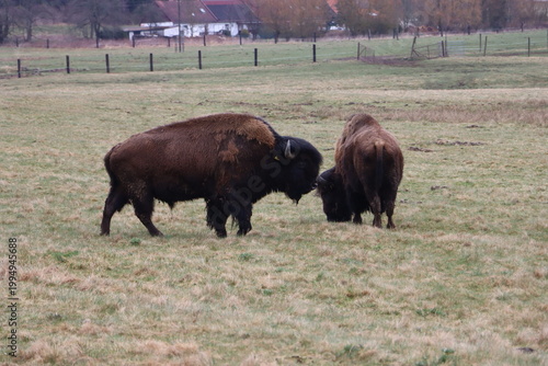 Grazing Bison Herd in Open Grassland Wildlife Scene