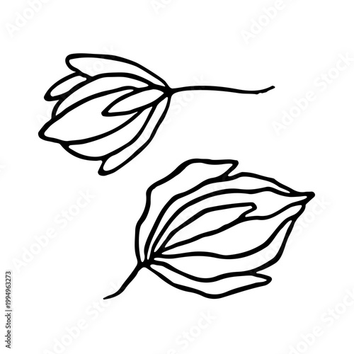 Cannabis bud isolated on a white background