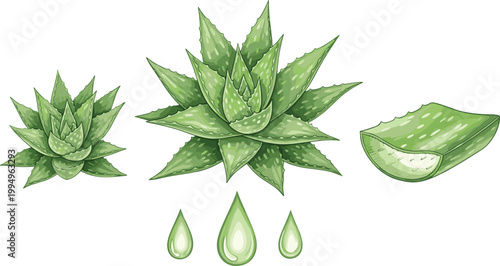 Aloe Vera Plant Illustration Set with Leaves, Gel, and Drops for Botanical, Skincare, and Nature Design Projects