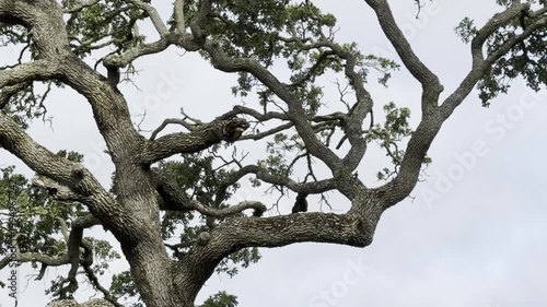 Woodpeckers gather at oak tree while vocalizing	