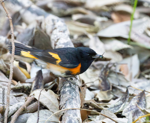 American Redstart Bird on Branch