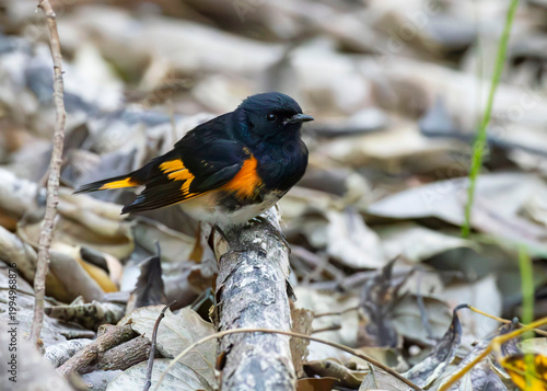 American Redstart bird on branch