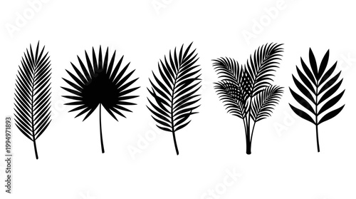 "Vector palm leaf silhouettes collection, tropical fronds botanical illustration set, black minimalist foliage design, natural decorative elements for branding, art, education, and marketplace optimiz