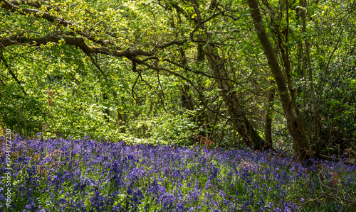 Wild bluebells in abundance at Old Park Wood nature reserve, Harefield, Hillingdon UK. The woods is an ancient woodland and is a site of Special Scientific Interest.