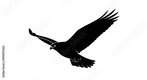 Silhouette of a hawk soaring with wings spread