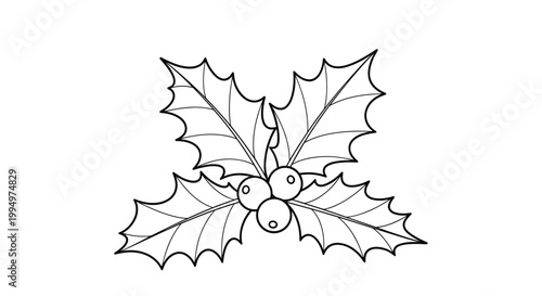 Holly leaves and berries outline drawing for Christmas holiday decoration or coloring page activities on a plain white background.