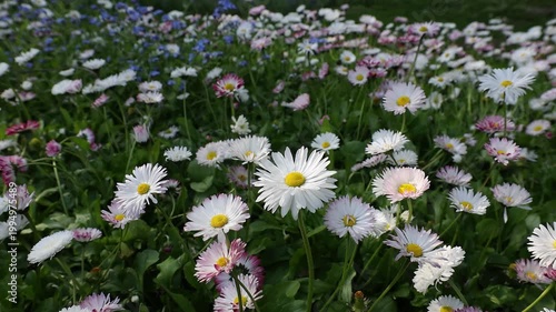 Slow motion 4K movie of floral field of wild Common Daisies (Bellis perennis) flowers and wind gently moves the flowers and petals in a beautiful spring day.