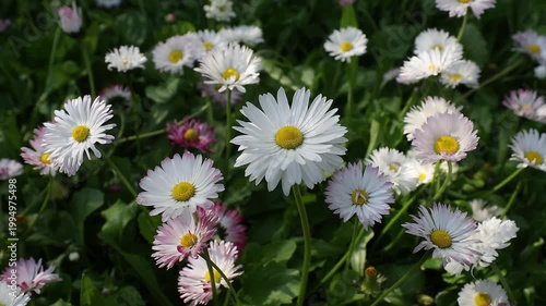 Slow motion 4K movie of floral field of wild Common Daisies (Bellis perennis) flowers and wind gently moves the flowers and petals in a beautiful spring day.