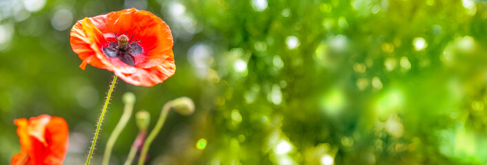 Close up bright red poppy flowers with delicate silk petals and dark centers in full bloom, blooming in summer field, soft natural green background, floral nature photography, blossoming wild nature