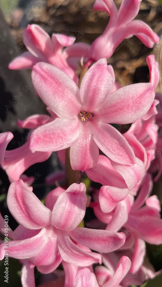 Fototapeta premium pink and white flower