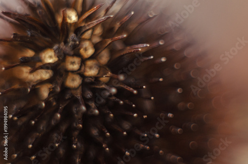 Thorny top of a plant with seeds in the middle in brown colors
