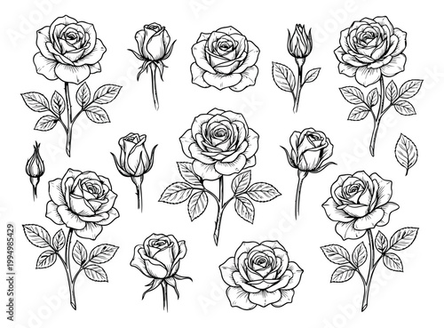 Engraving style set of 16 rose illustrations featuring blooms buds stems and leaves for botanical and floral design