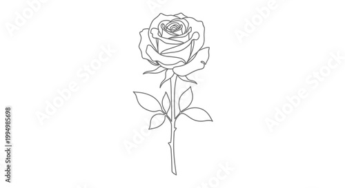Single rose outline illustration