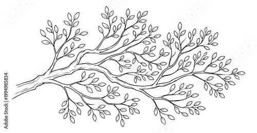 Line art illustration of a tree branch depicting delicate leaves and intricate twigs for nature and botanical design