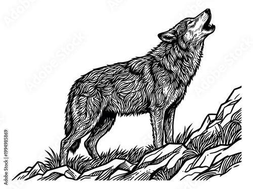 Woodcut illustration of a wolf depicting a howling pose on rocky terrain for wildlife and nature design