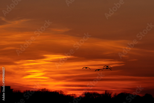 aves volando en contra luz durante un atardecer sobre el aeropuerto de St. Paul, Minnesota