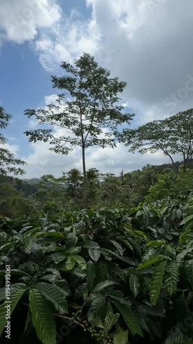 Nature in Indonesia