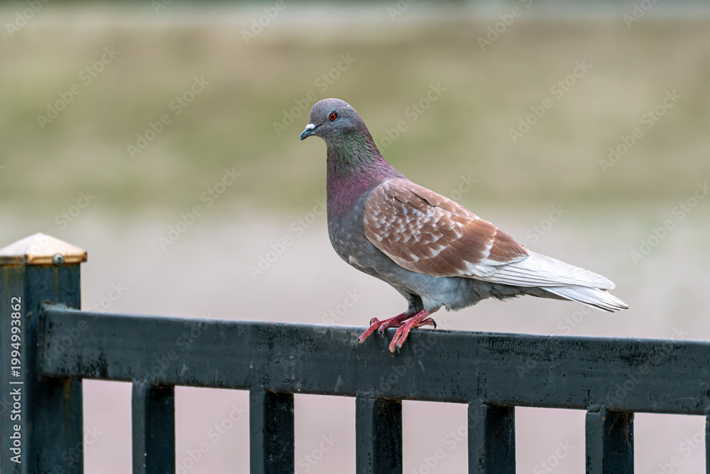 Fototapeta premium A close-up shot of a unique pigeon (rock dove) with reddish-brown and grey plumage, perched calmly on a black metal fence against a soft, blurred natural background.