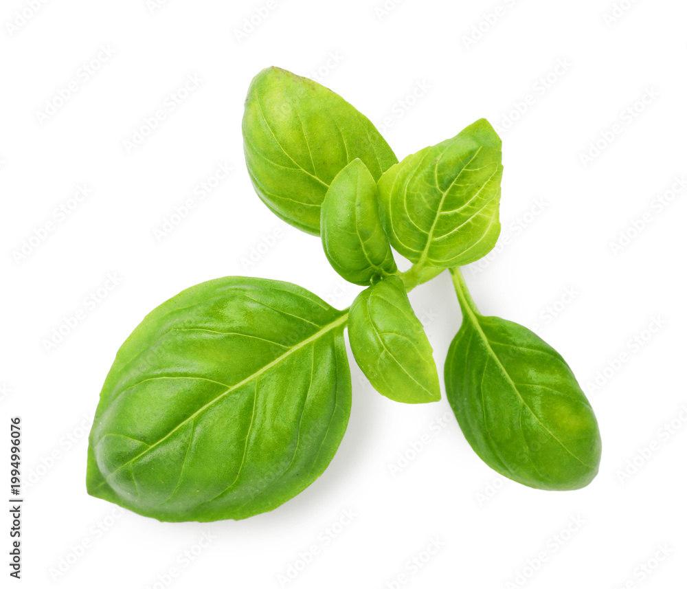 Fototapeta premium Sprig with green basil leaves isolated on white, top view