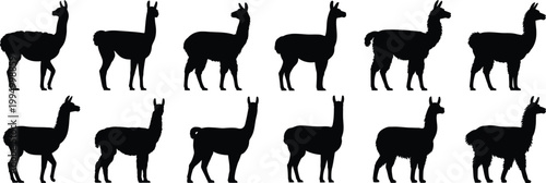 Collection of black llama silhouettes in profile view white background, animal
