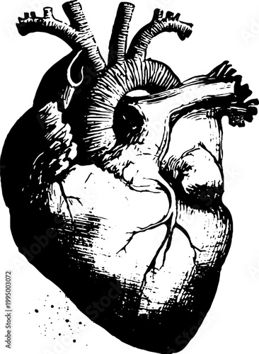 High contrast black and white anatomical heart ink engraving style drawing for tattoo design background and poster