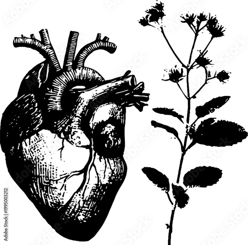 High contrast black and white anatomical heart with vine and leaves ink drawing for tattoo design background and poster