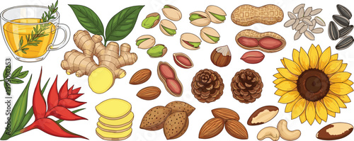Herbs nuts and seeds vector illustration set with ginger tea, sunflower, pistachios and almonds, healthy natural ingredients collection isolated on white background