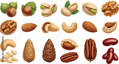 Nuts and seeds vector illustration set with almonds, walnuts, pistachios and hazelnuts, healthy snack collection, natural organic food isolated on white background