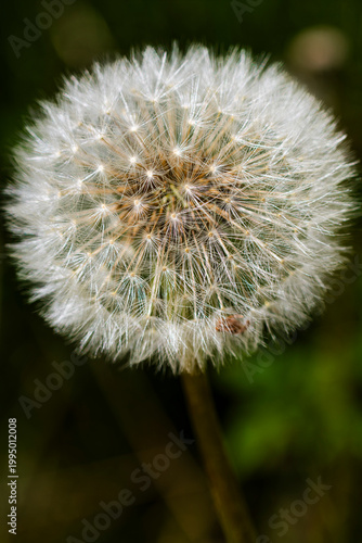 Dandelion stem and seeds in macro close-up