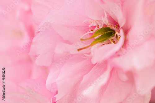 Macro shot of Japanese ornamental cherry tree, sakura