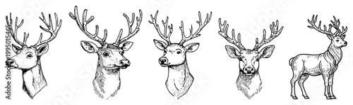 Deer Heads and Antlers Collection Wildlife Buck Portraits Hand Drawn Engraving Illustration