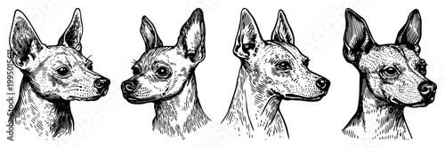 Small Dog Head Portrait Set Chihuahua or Miniature Pinscher Breed Sketch Engraving Illustration