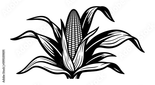 Vector illustration of a corn cob with leaves, black and white graphic style