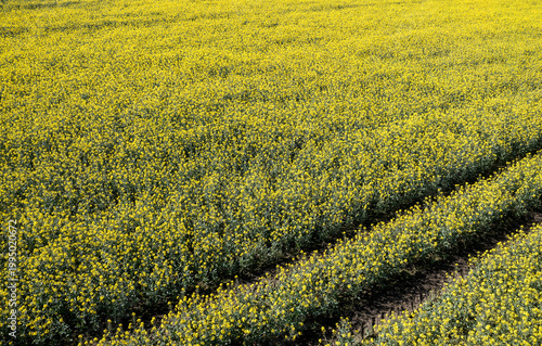 Cuadro en lienzo slightly elevated view of a field of ripe rapeseed sunny day
