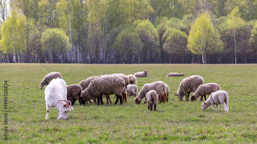 Fototapeta premium Goat and flock of sheep grazing on green grass at farm meadow. Livestock animal eating vegetation in rural nature field. Eco tourism and organic agriculture landscape sustainability concept.