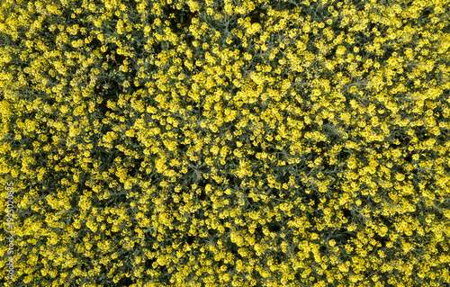elevated top down closeup view of a field of ripe rapeseed sunny day