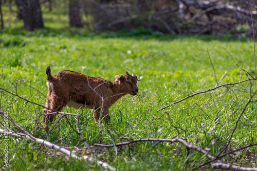 Small brown kid goat eating green grass in a meadow. Rural farming scene in nature. Animal husbandry and eco tourism concept. Agriculture lifestyle in a countryside environment.