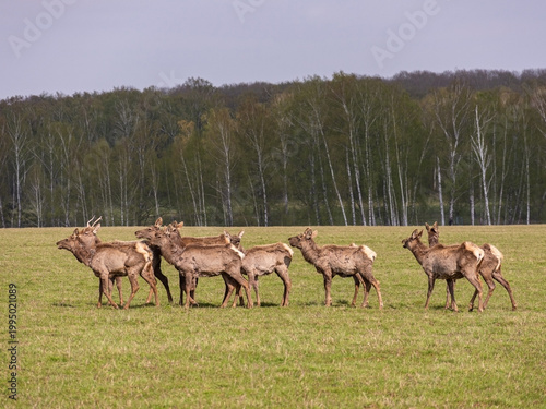 Herd of deer walking on green pasture in forest background. Wild animal grazing in rural field. Eco tourism and organic farming concept, natural wildlife environment scenery.