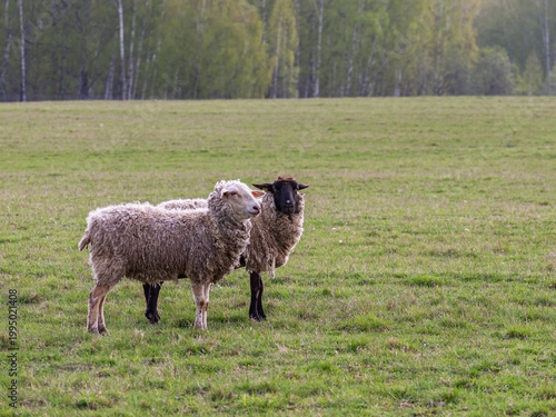Two sheep grazing in a green meadow. Farm animals in a pasture with forest background. Concept of organic farming and eco tourism in a rural landscape. Livestock husbandry at field.