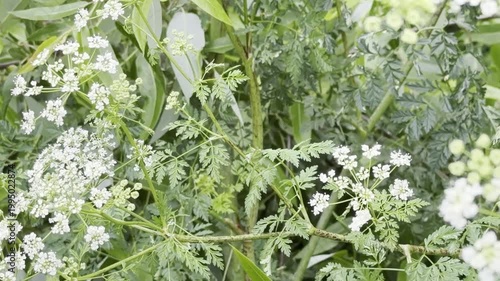Poison hemlock flowers