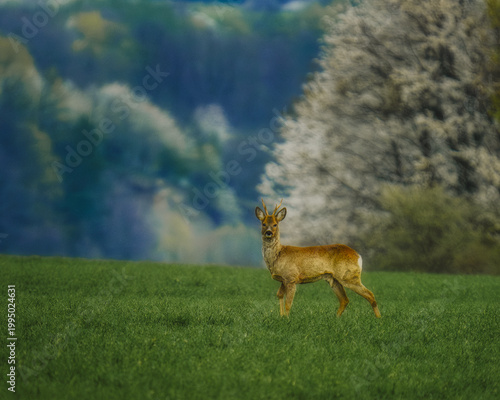 A graceful roe deer buck standing in a vibrant green meadow during spring. The animal is looking towards the camera with a beautiful blurred forest background. Natural wildlife photography.